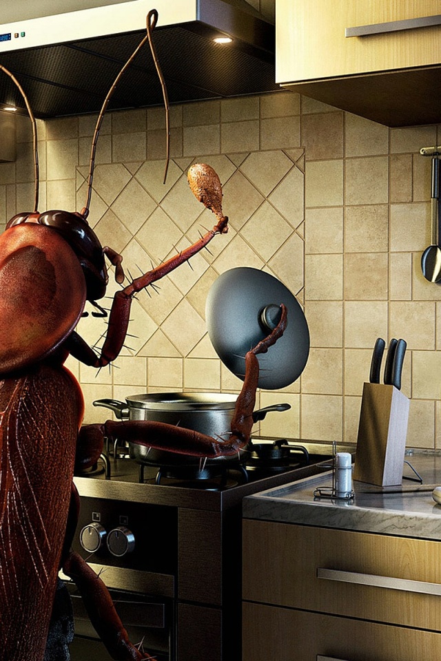 Bug Cooking