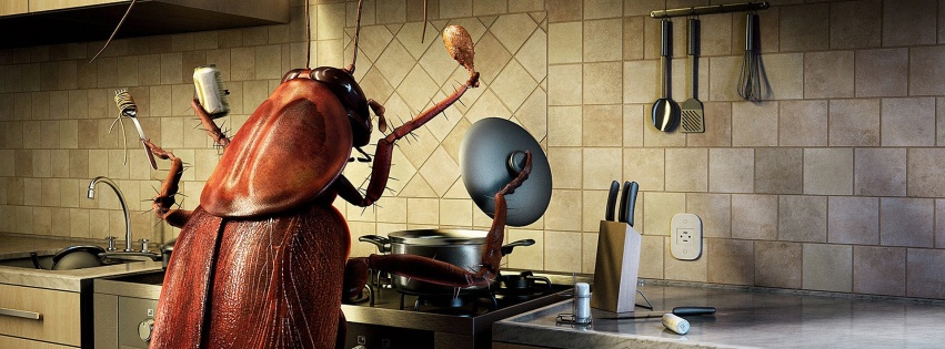 Bug Cooking