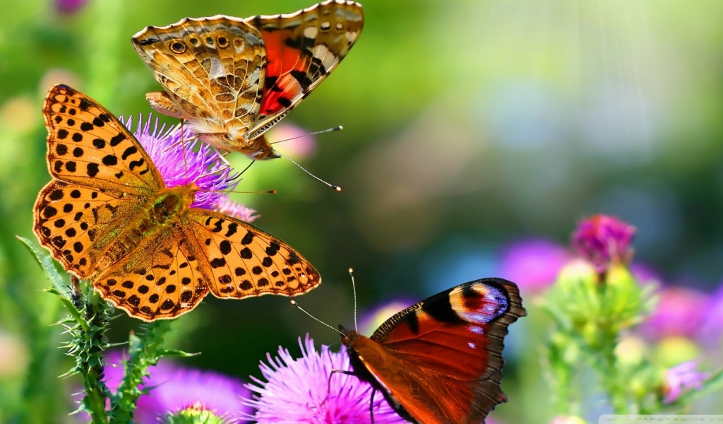 Butterflies Animals Flowers Nature1