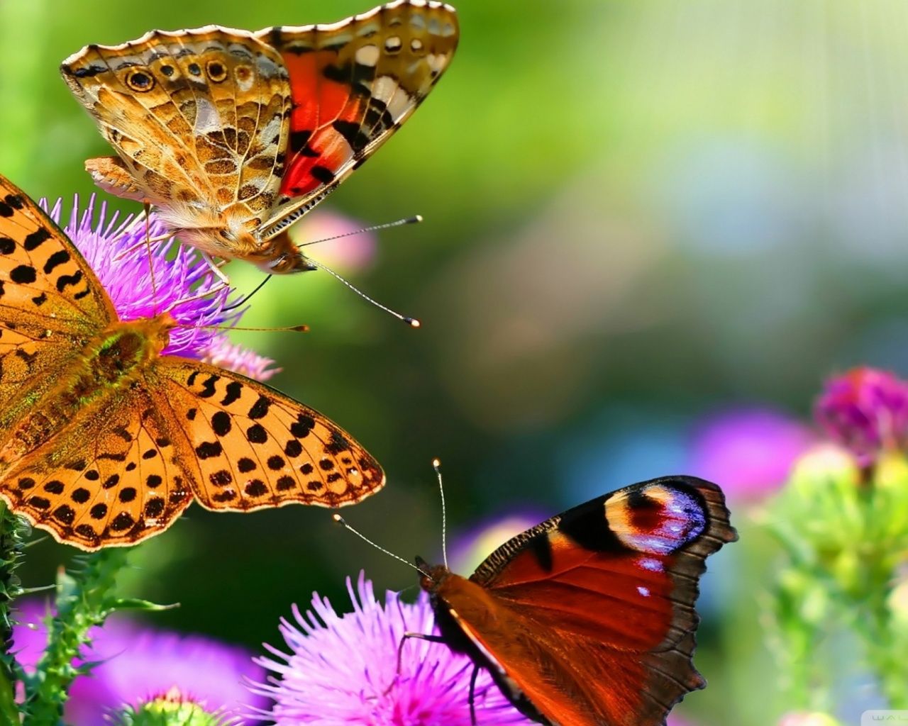 Butterflies Animals Flowers Nature1