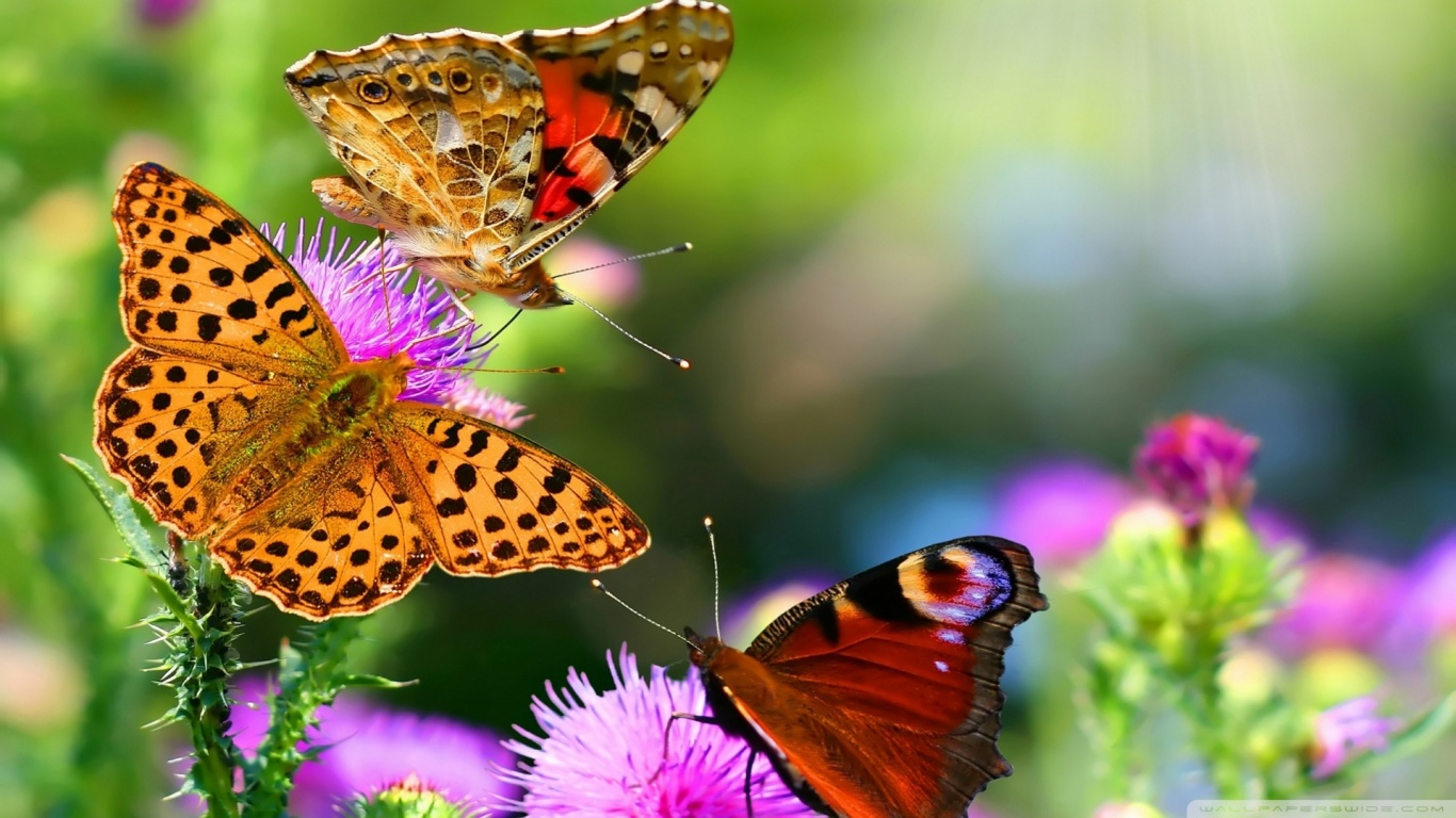 Butterflies Animals Flowers Nature1