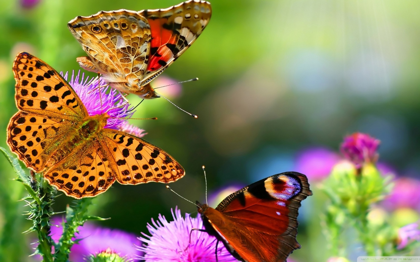 Butterflies Animals Flowers Nature1