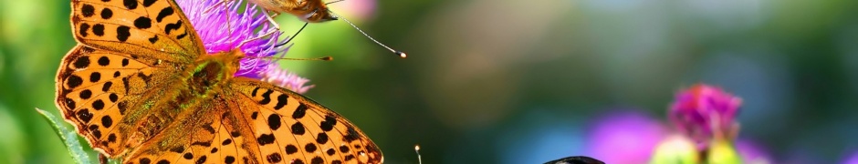 Butterflies Animals Flowers Nature1