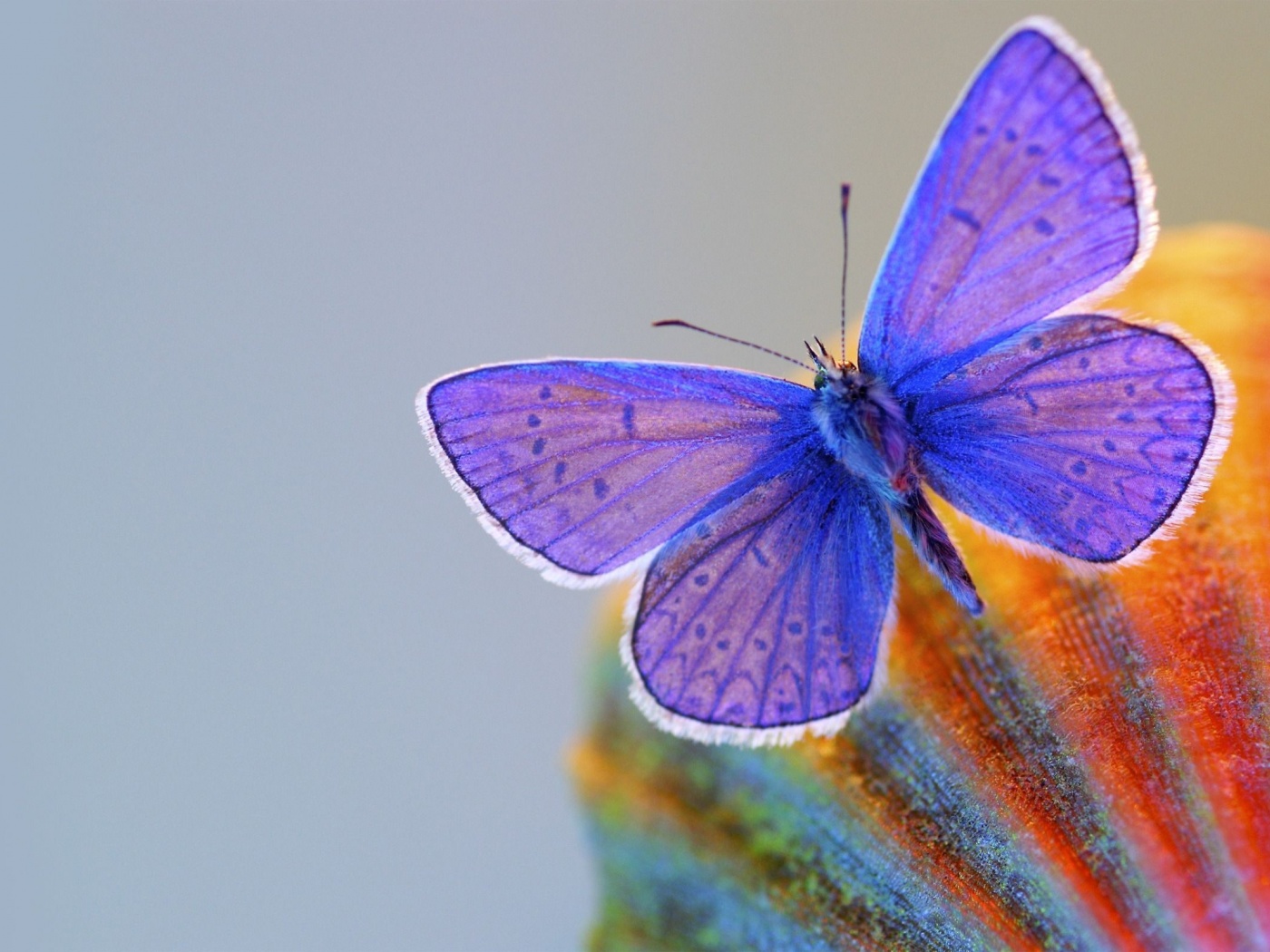 Butterfly Blue Animal