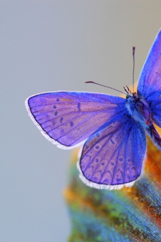 Butterfly Blue Animal