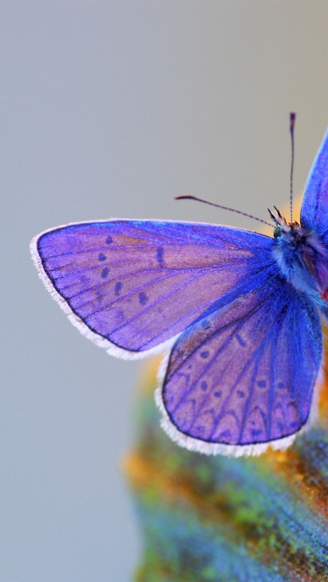 Butterfly Blue Animal