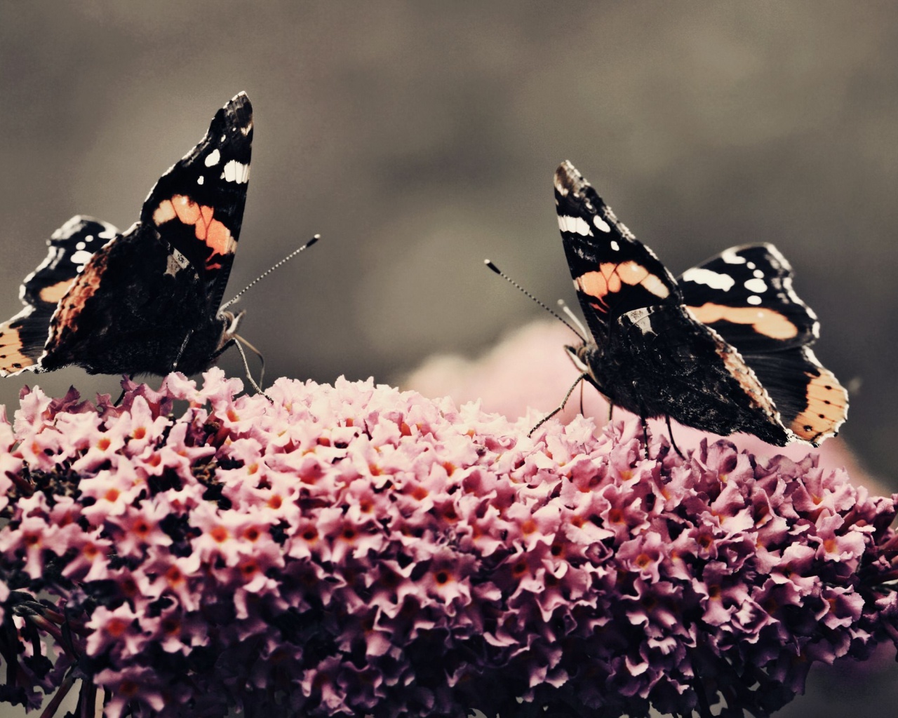 Butterfly Flower Flower Beauty