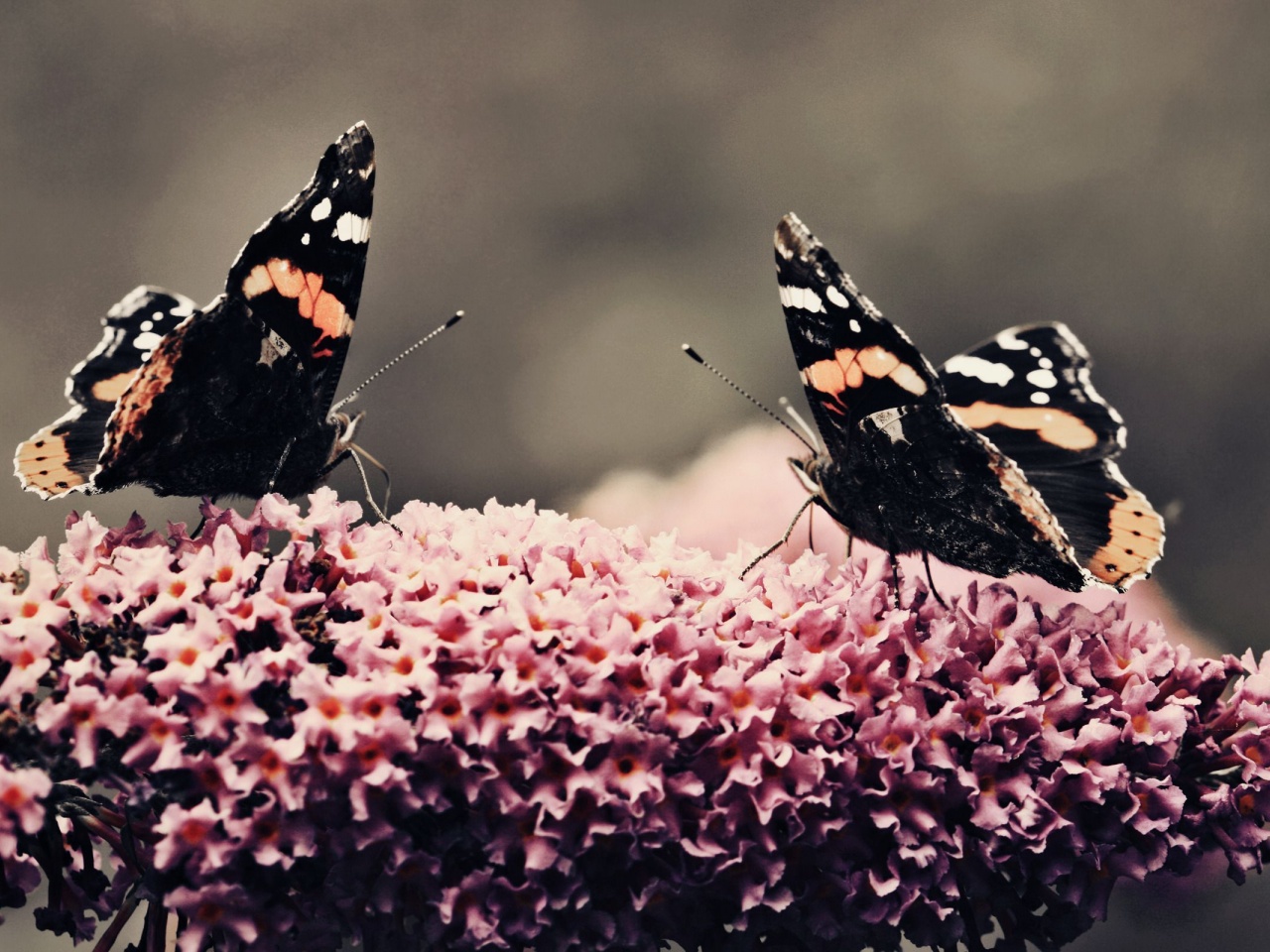 Butterfly Flower Flower Beauty