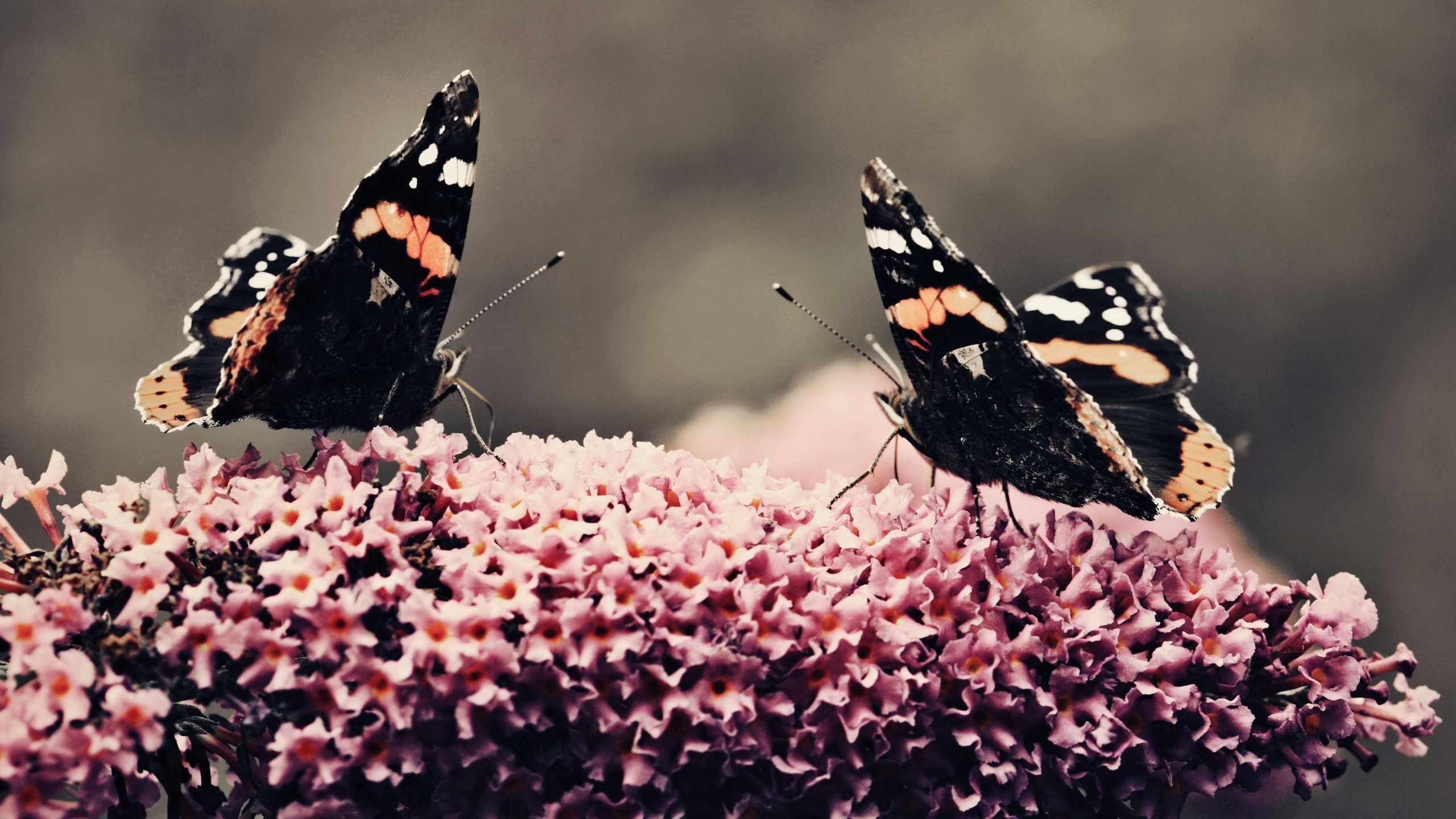 Butterfly Flower Flower Beauty