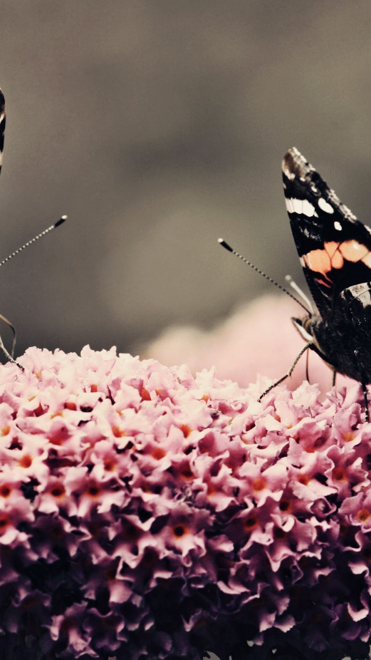 Butterfly Flower Flower Beauty