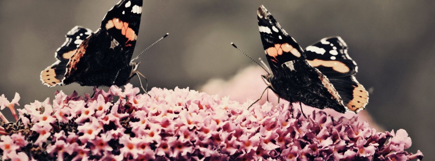 Butterfly Flower Flower Beauty