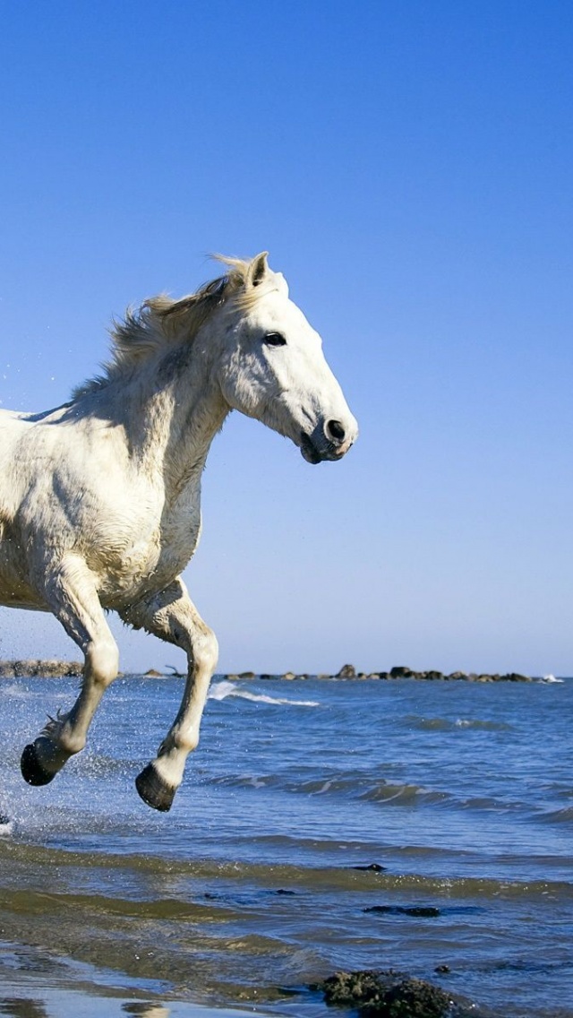 Camargue White Horse