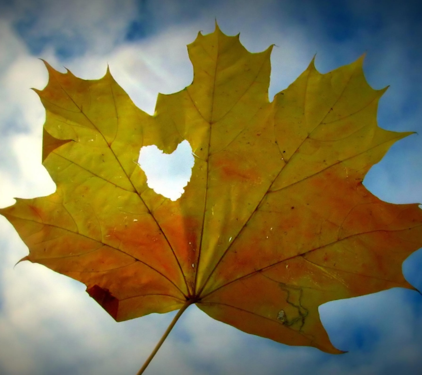 Canadian Maple Leaf Valentines Day