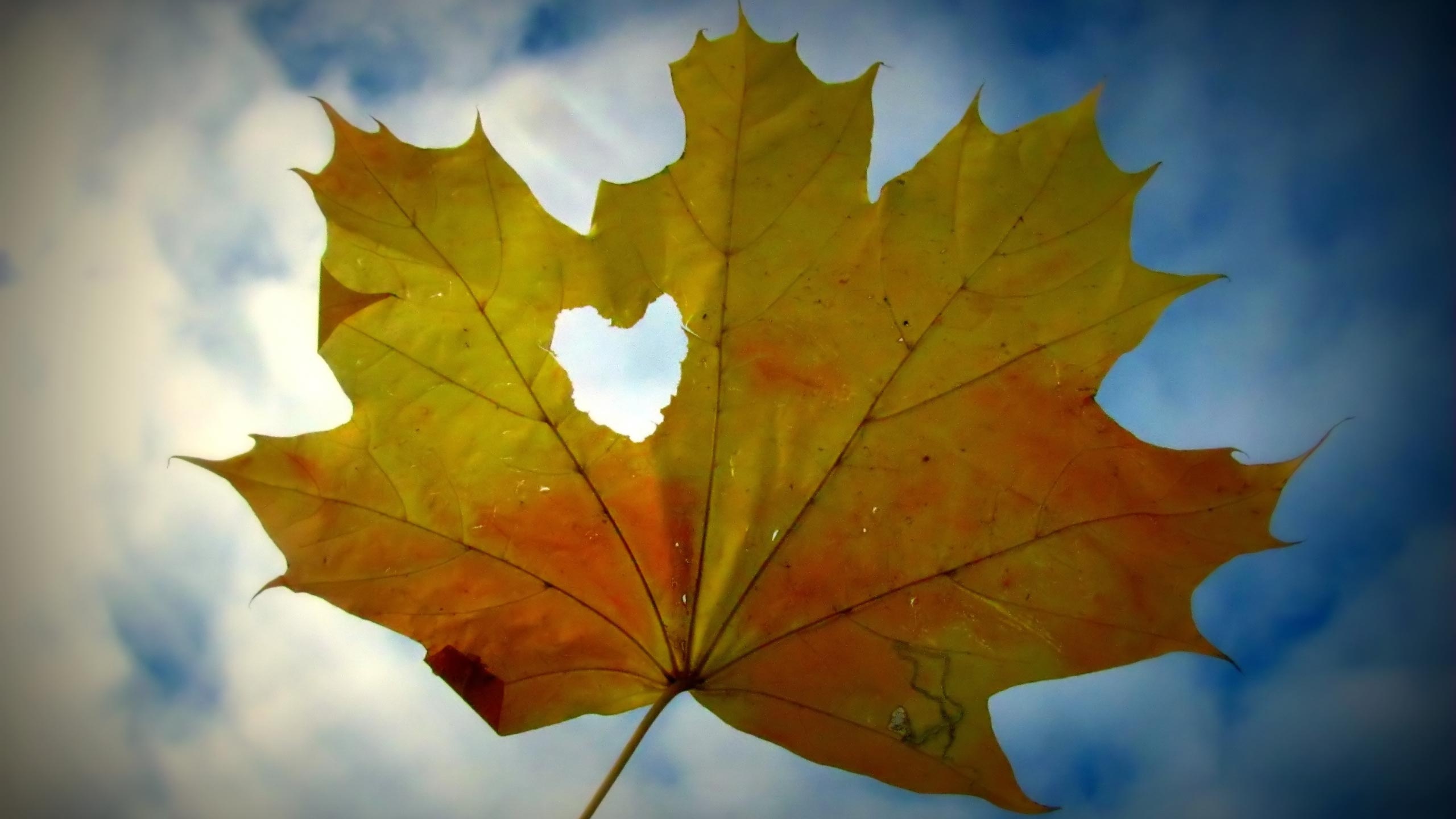 Canadian Maple Leaf Valentines Day