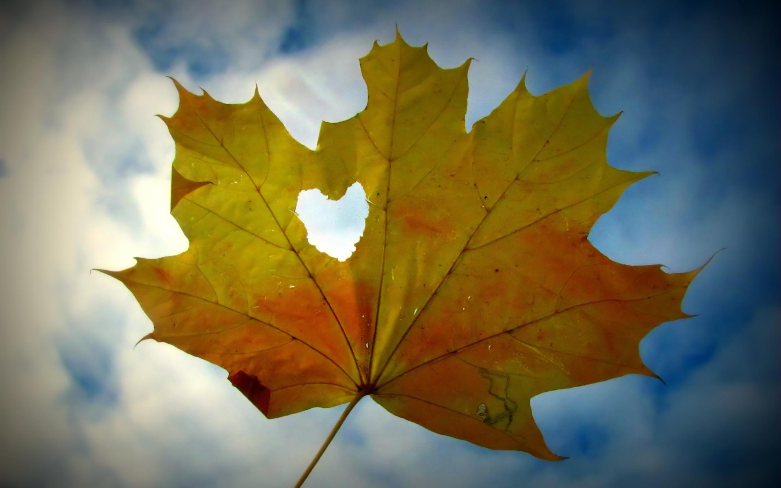 Canadian Maple Leaf Valentines Day