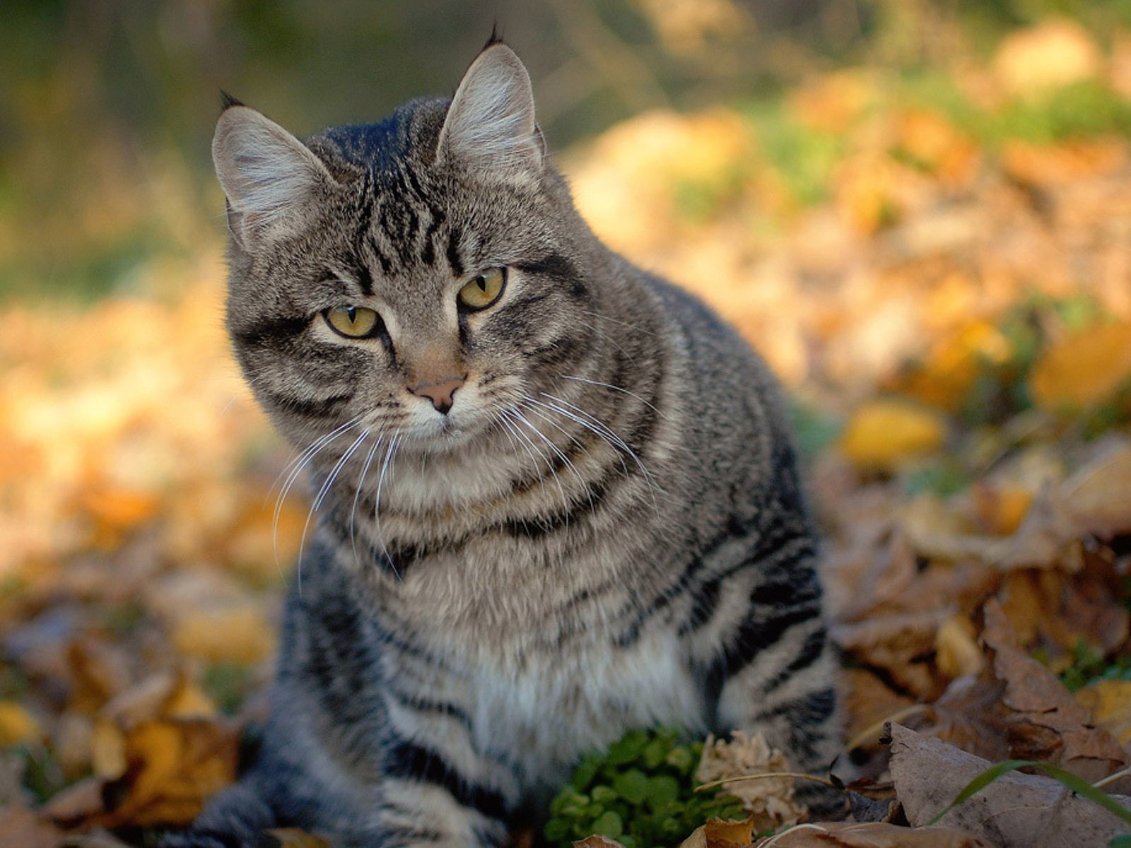 Cat And Autumn Leaves