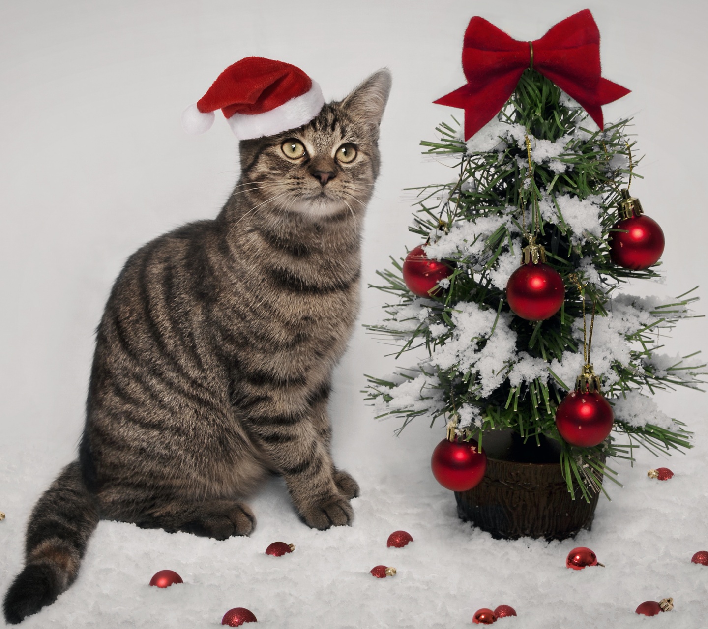 Cat And Christmas Tree