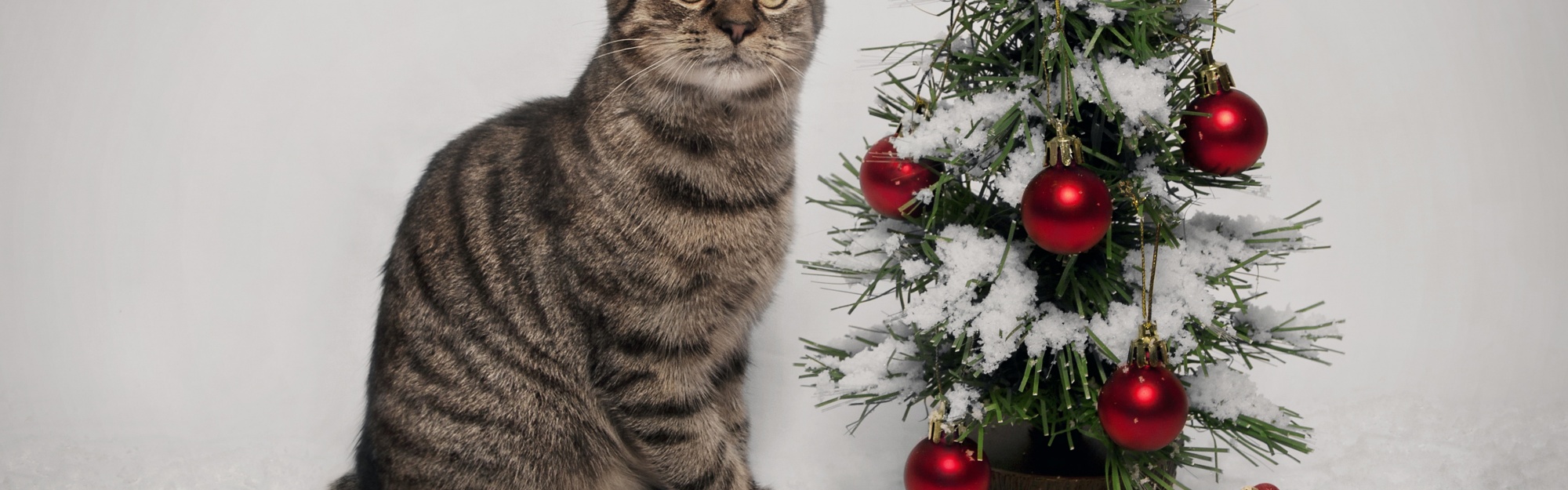 Cat And Christmas Tree