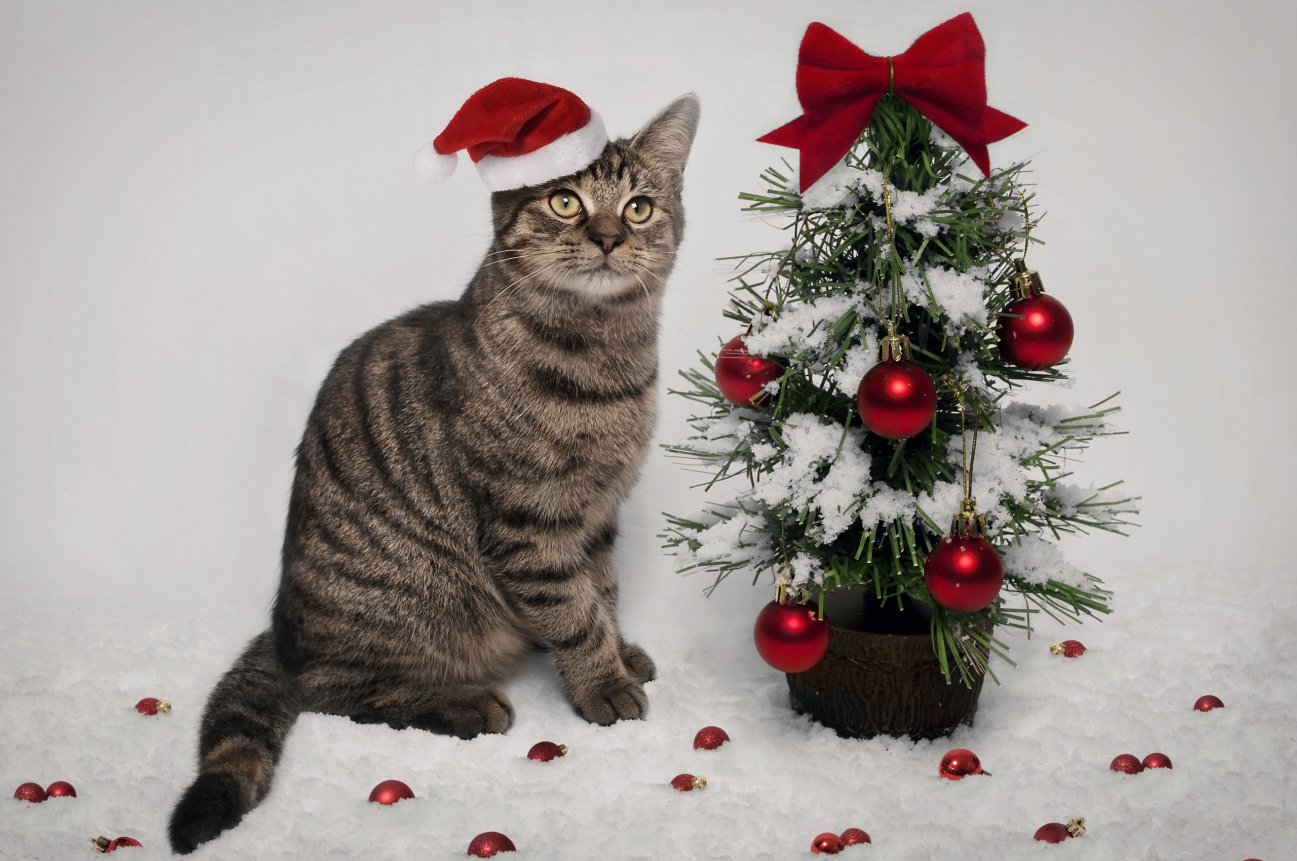 Cat And Christmas Tree