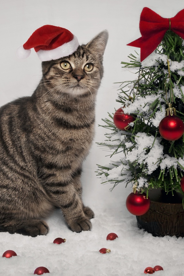 Cat And Christmas Tree