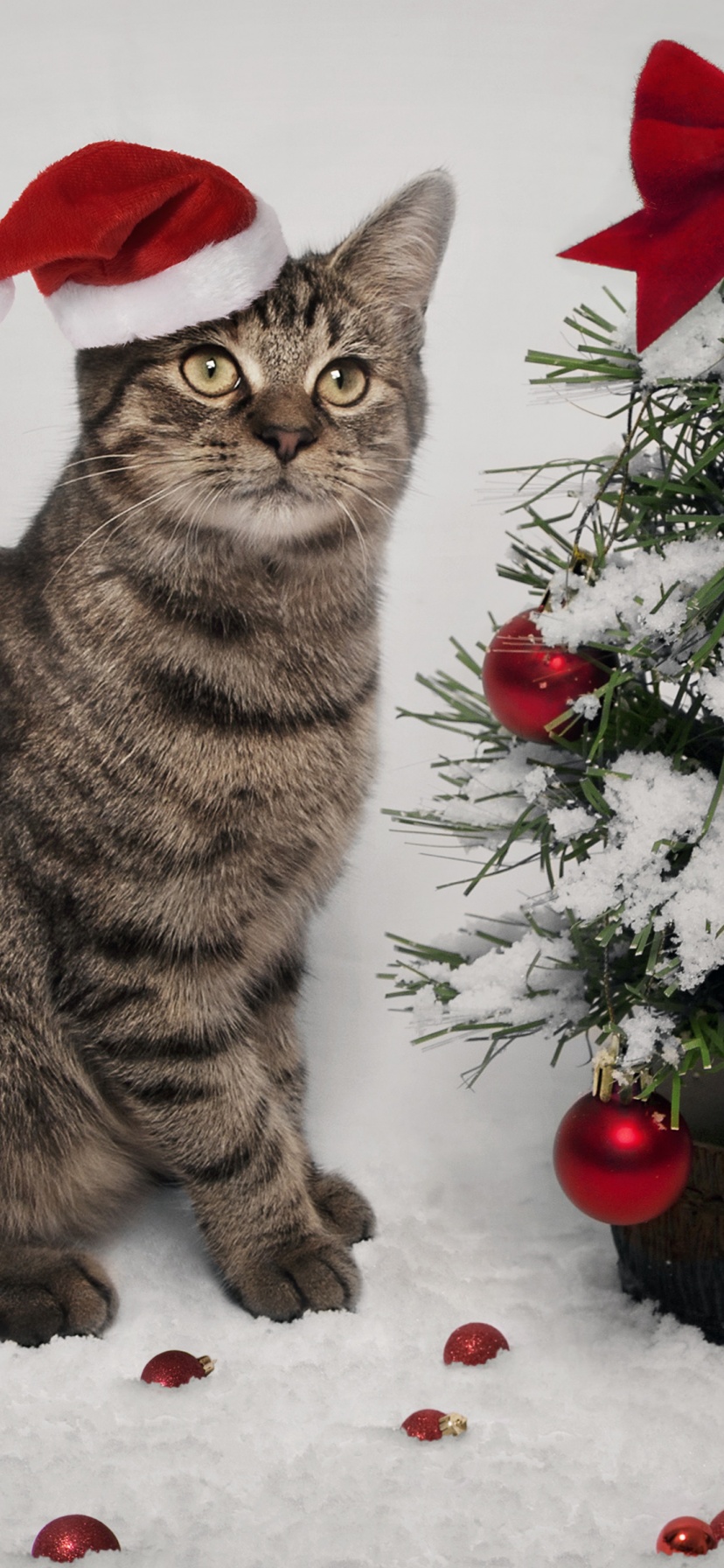 Cat And Christmas Tree