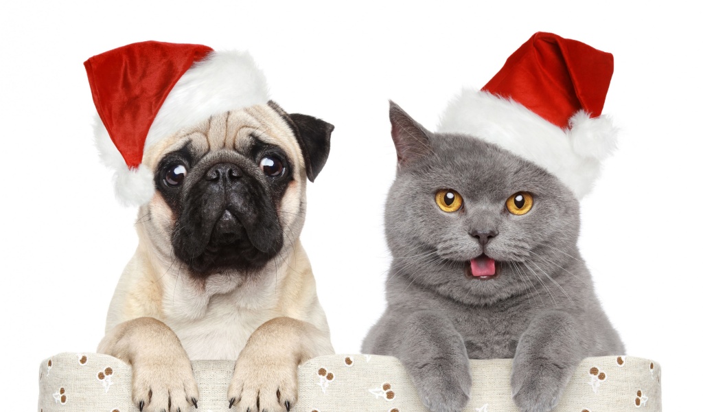 Cat Dog Funny Christmas