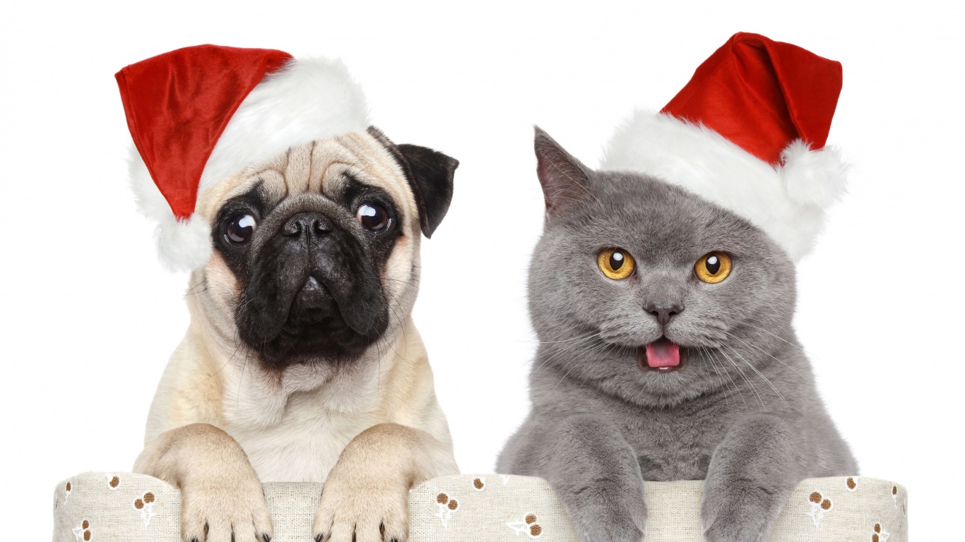 Cat Dog Funny Christmas