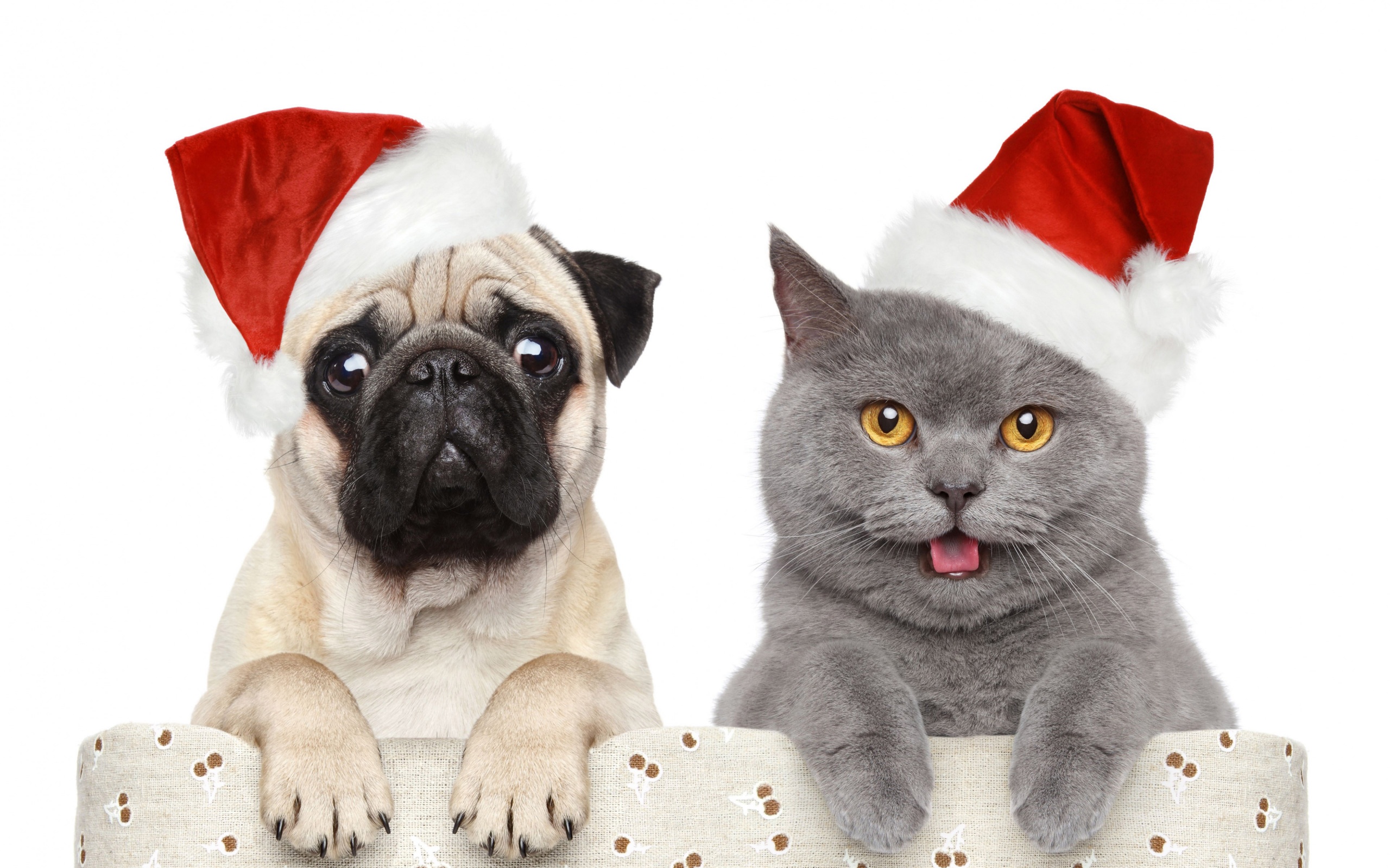 Cat Dog Funny Christmas