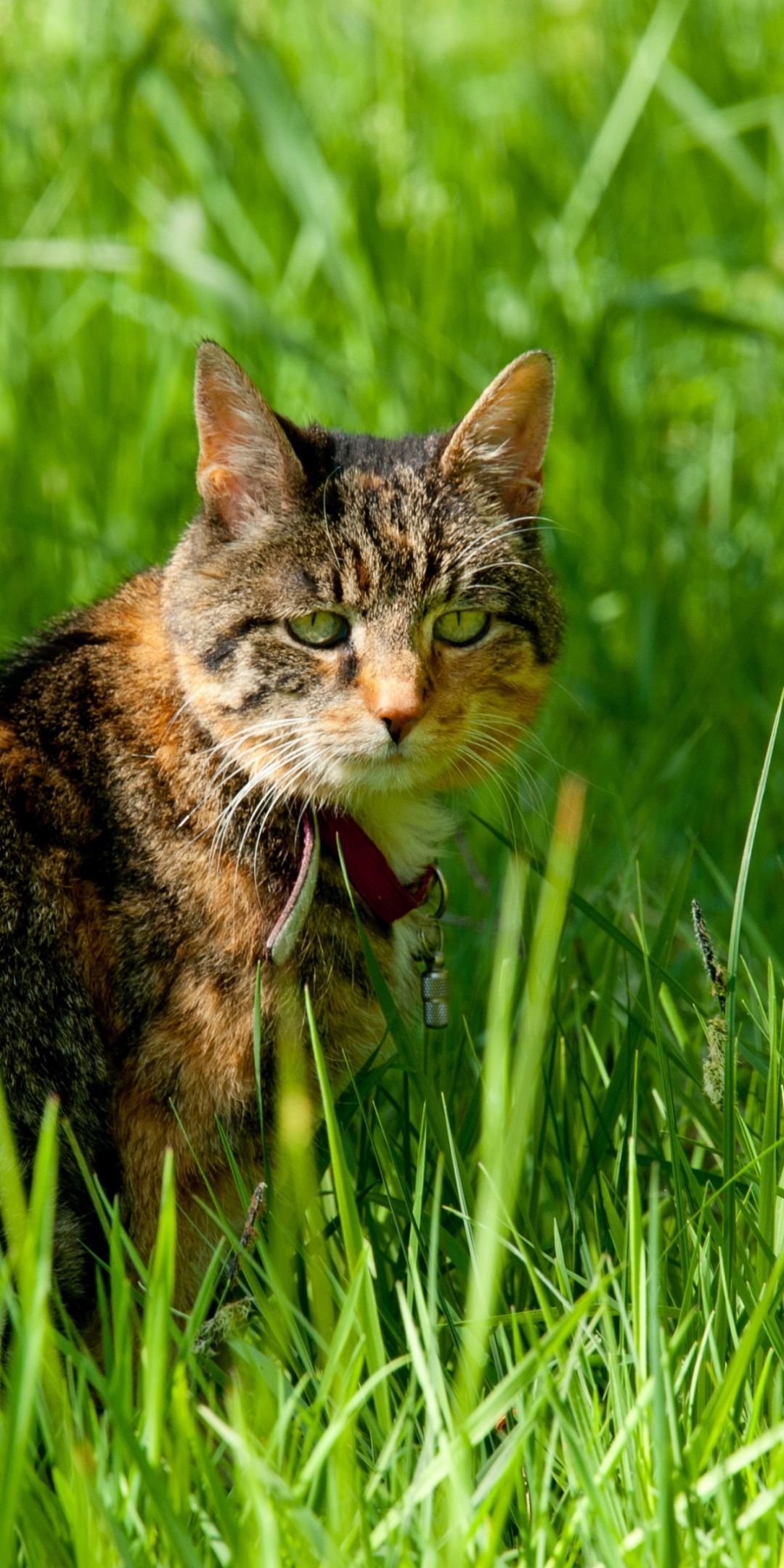 Cat In The Grass