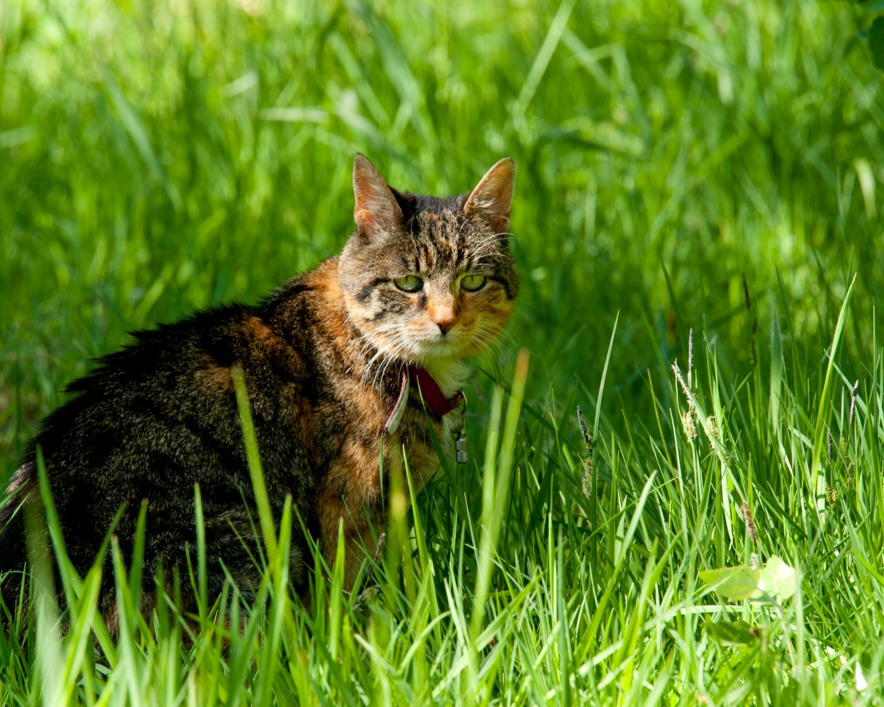 Cat In The Grass