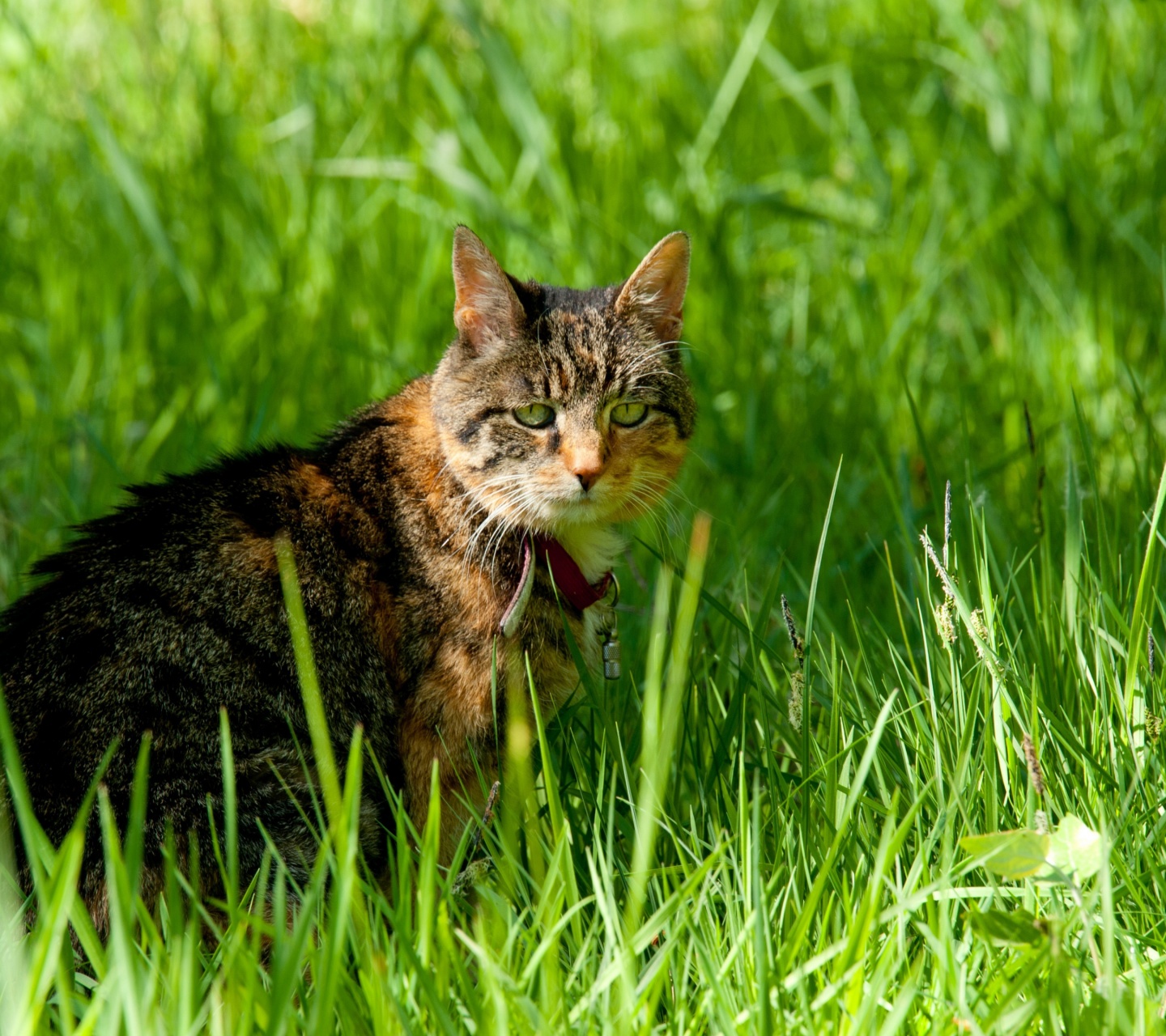 Cat In The Grass