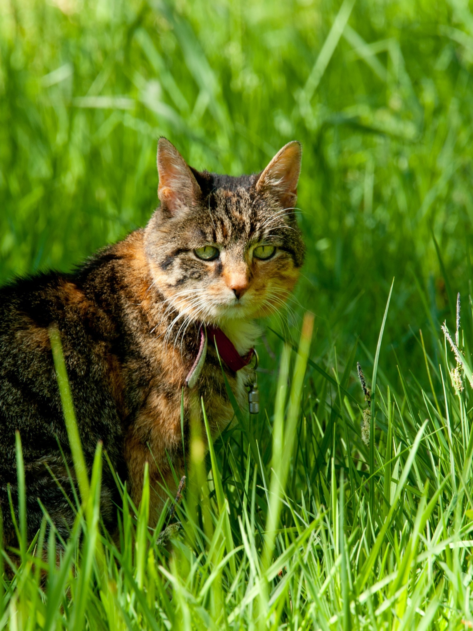 Cat In The Grass