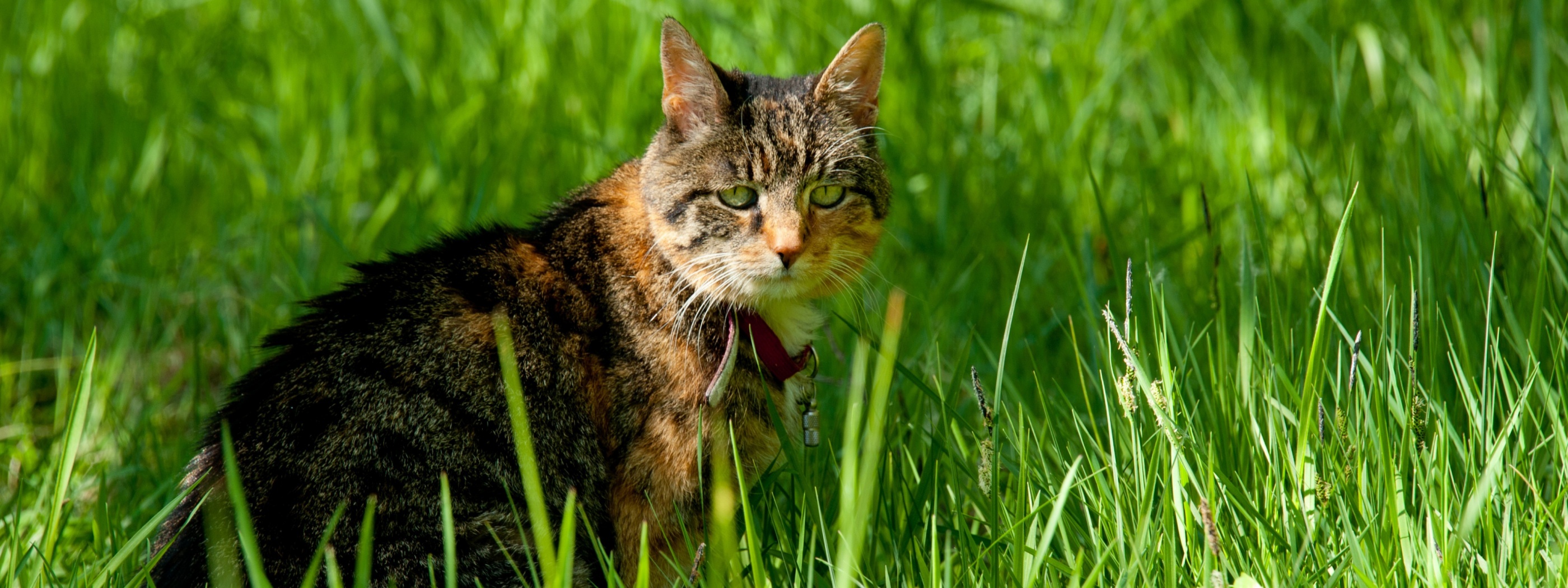 Cat In The Grass