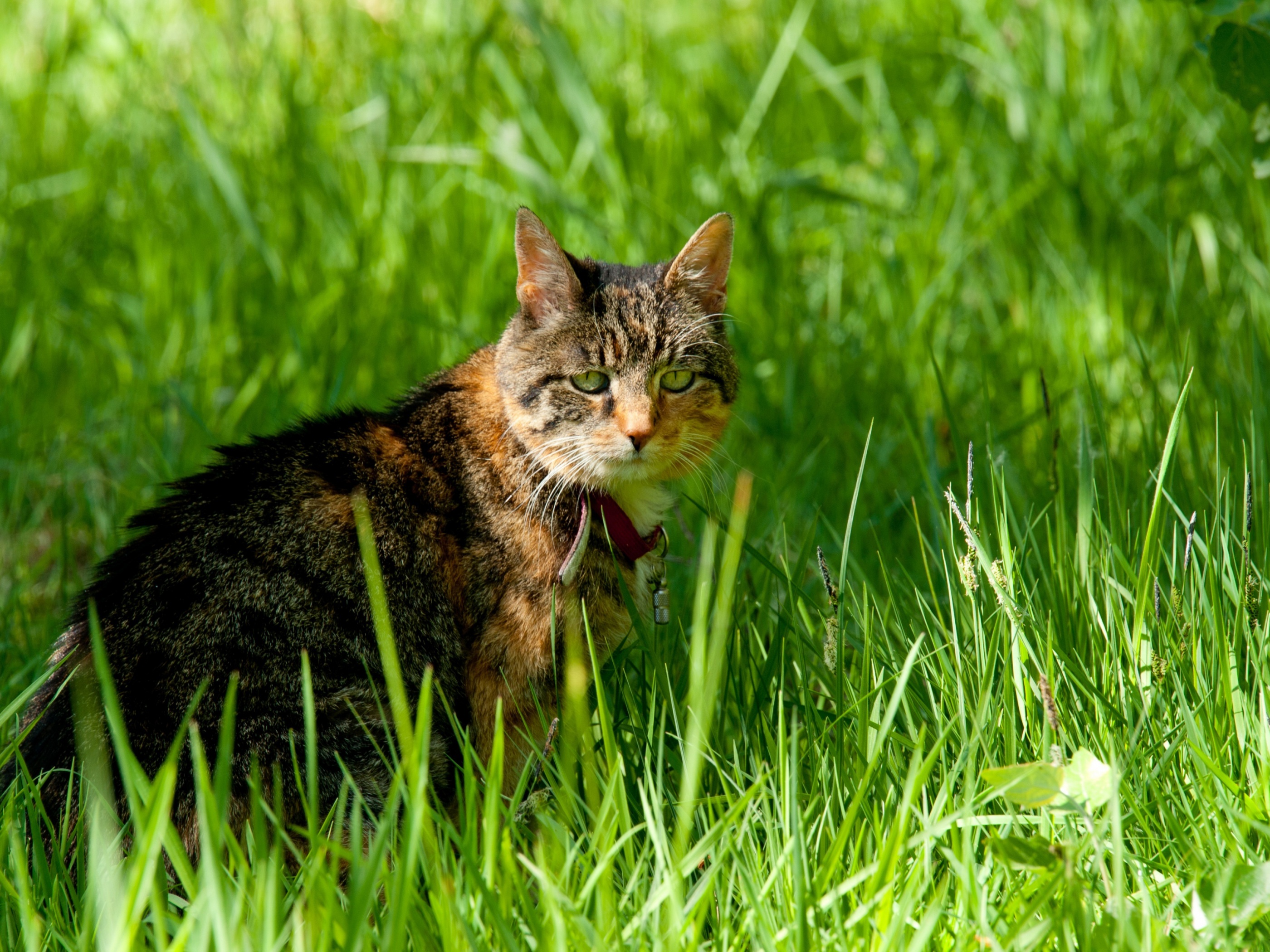 Cat In The Grass