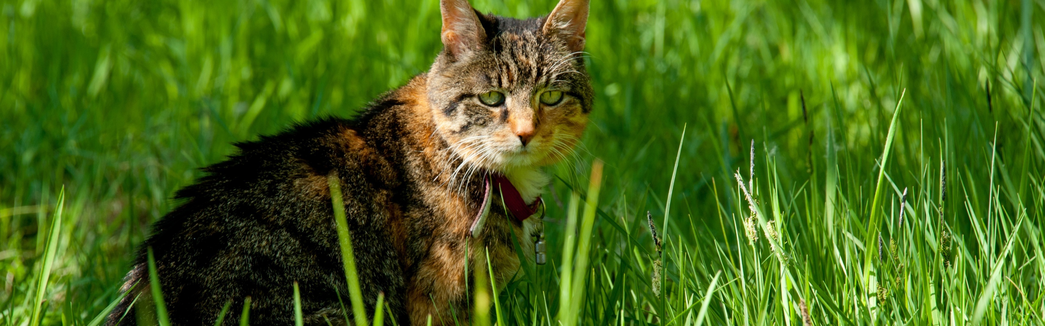 Cat In The Grass