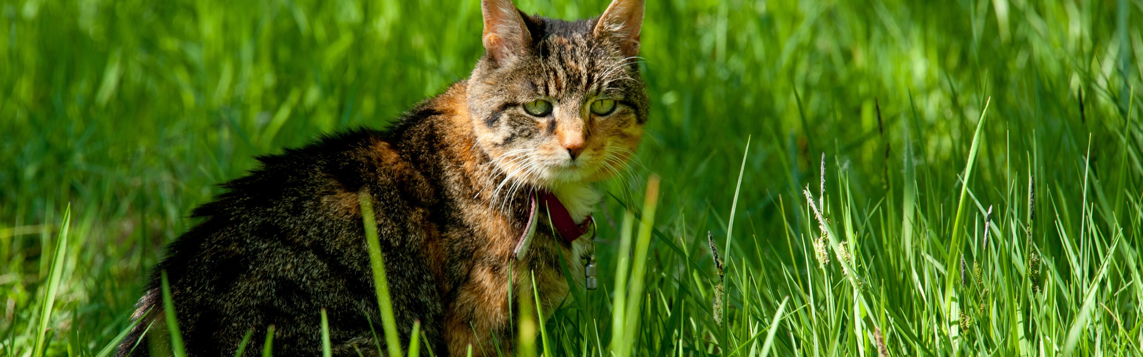 Cat In The Grass