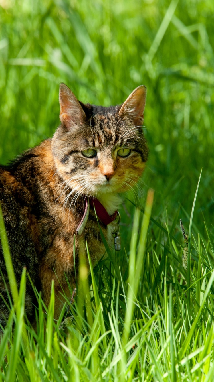 Cat In The Grass