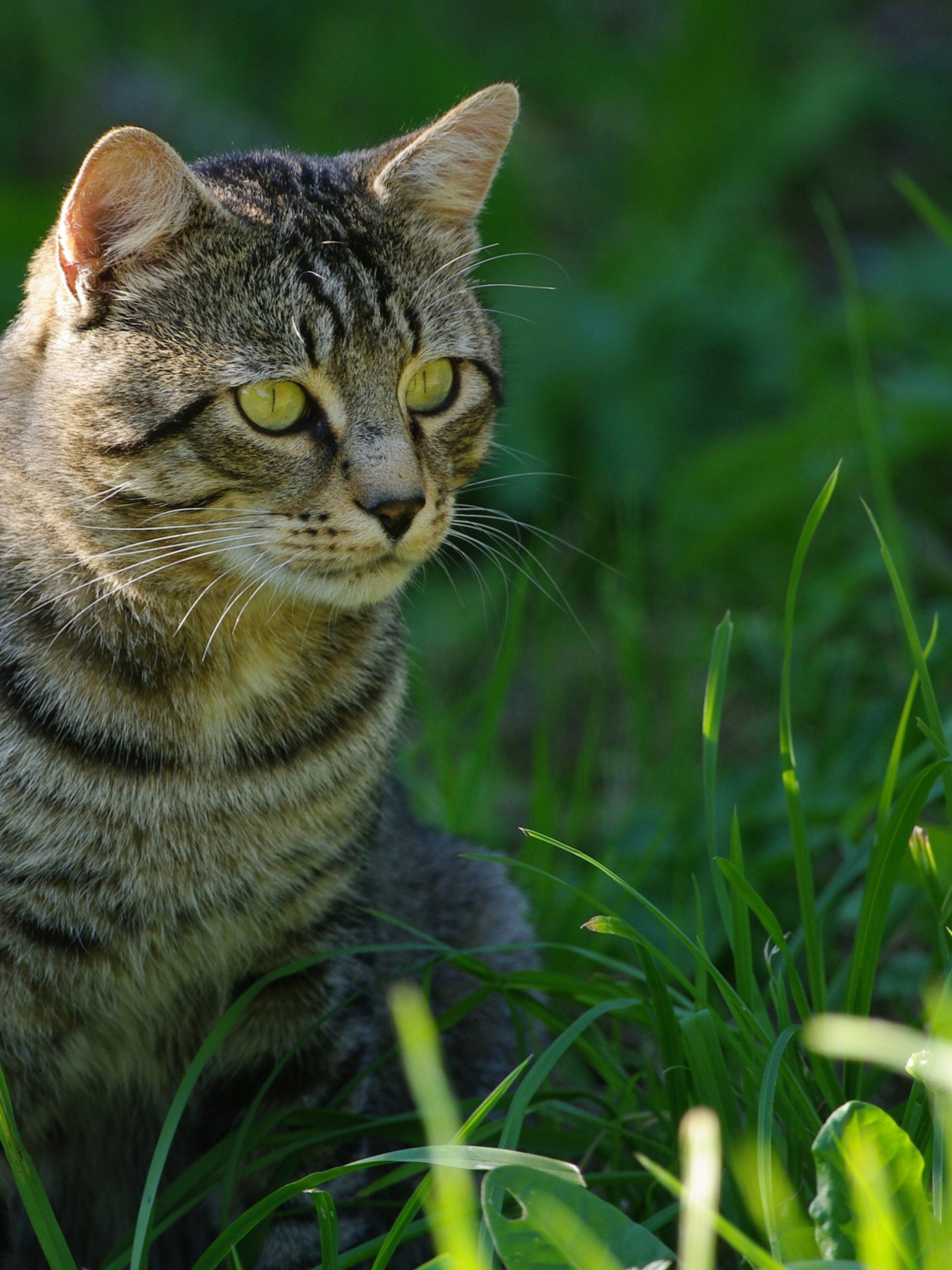 Cat In The Grass