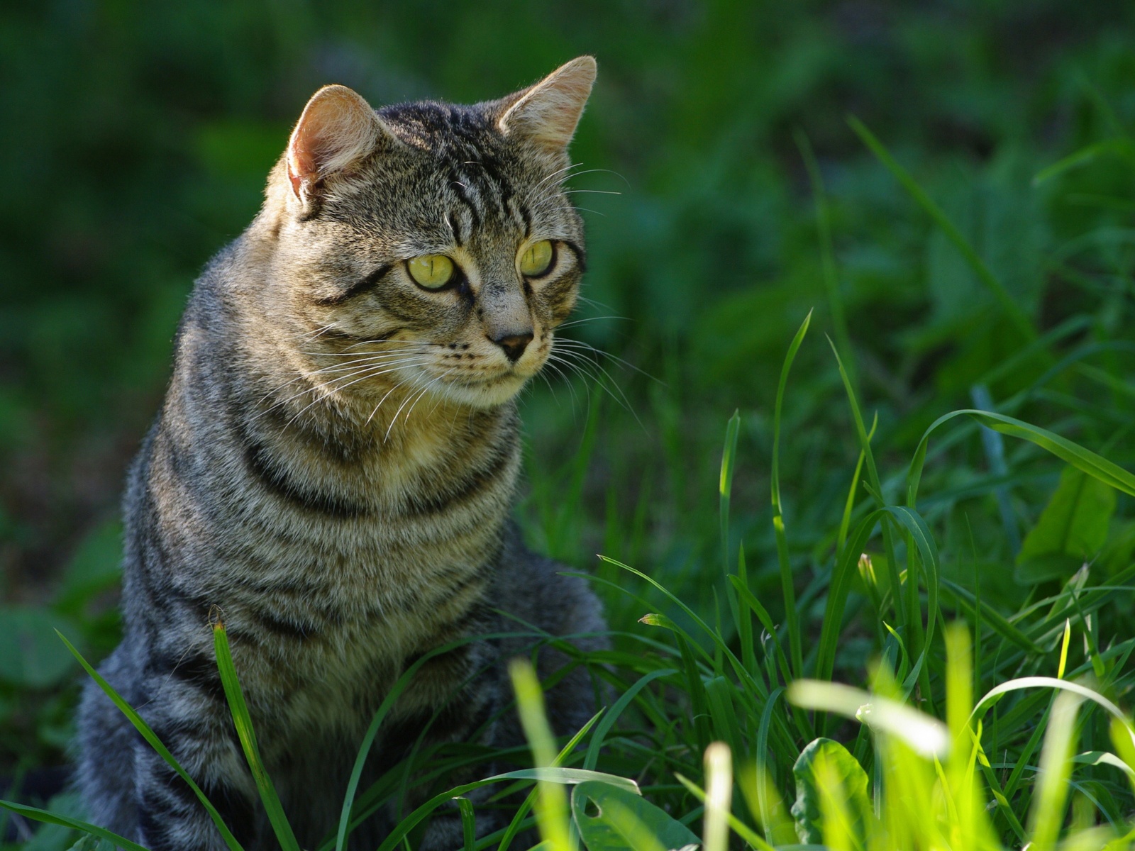 Cat In The Grass