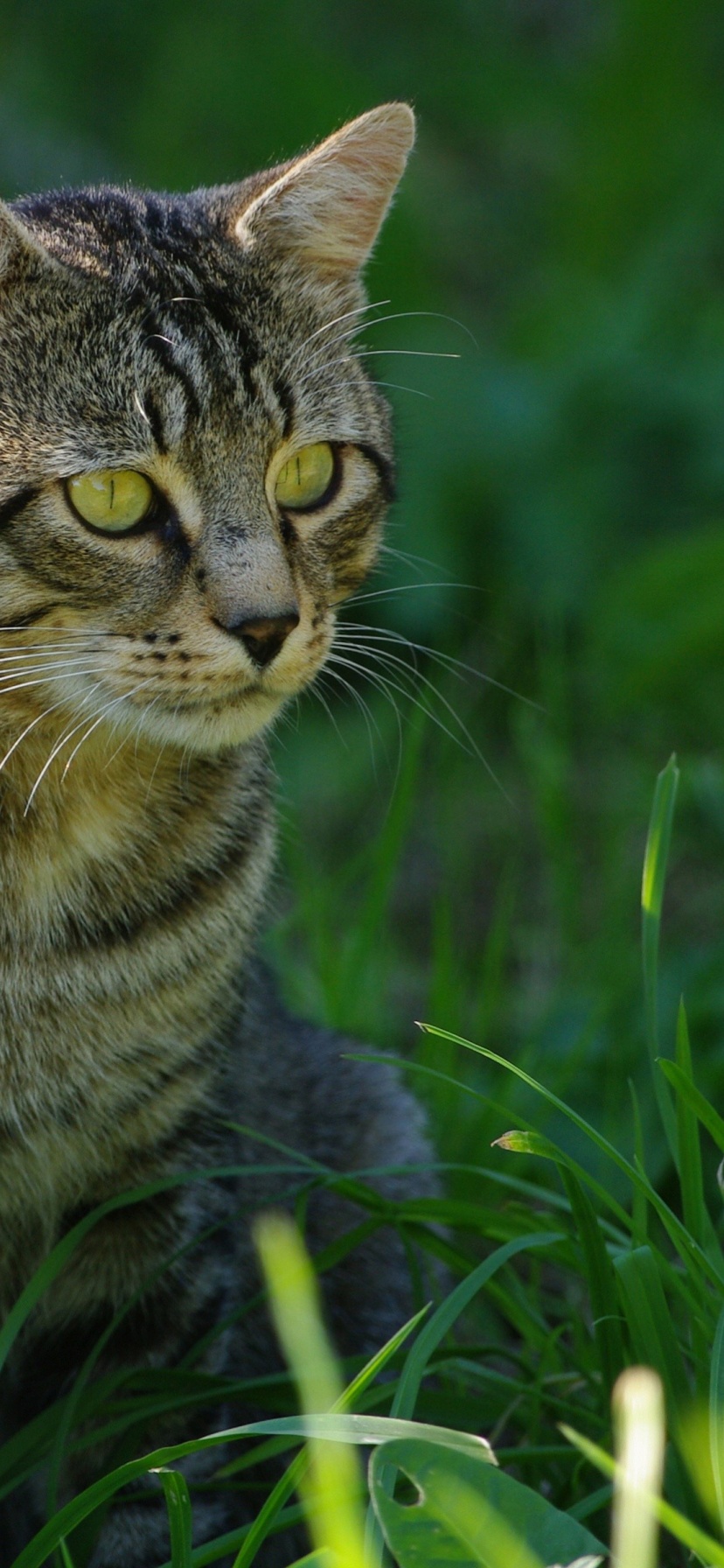 Cat In The Grass