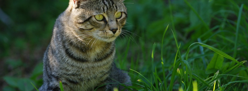 Cat In The Grass