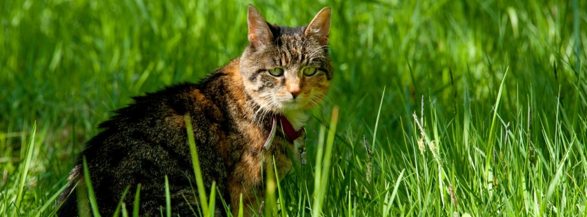 Cat In The Grass