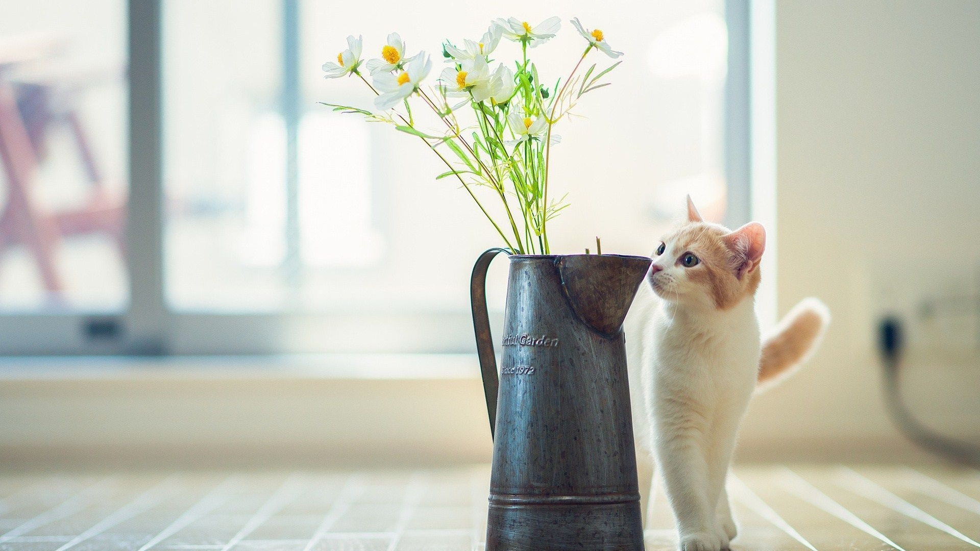 Cat Kitten Vase Flowers