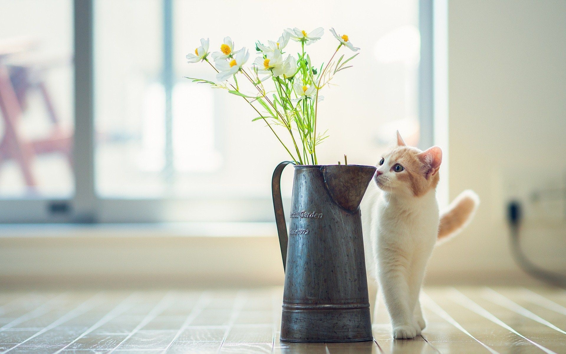 Cat Kitten Vase Flowers