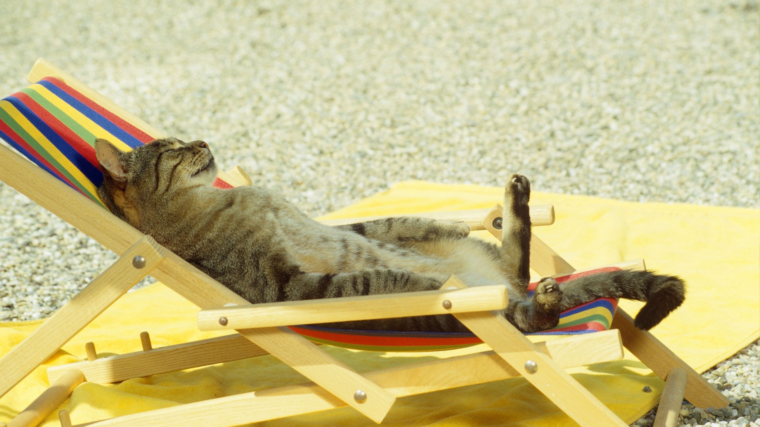 Cat Relaxing On Lounge Chair