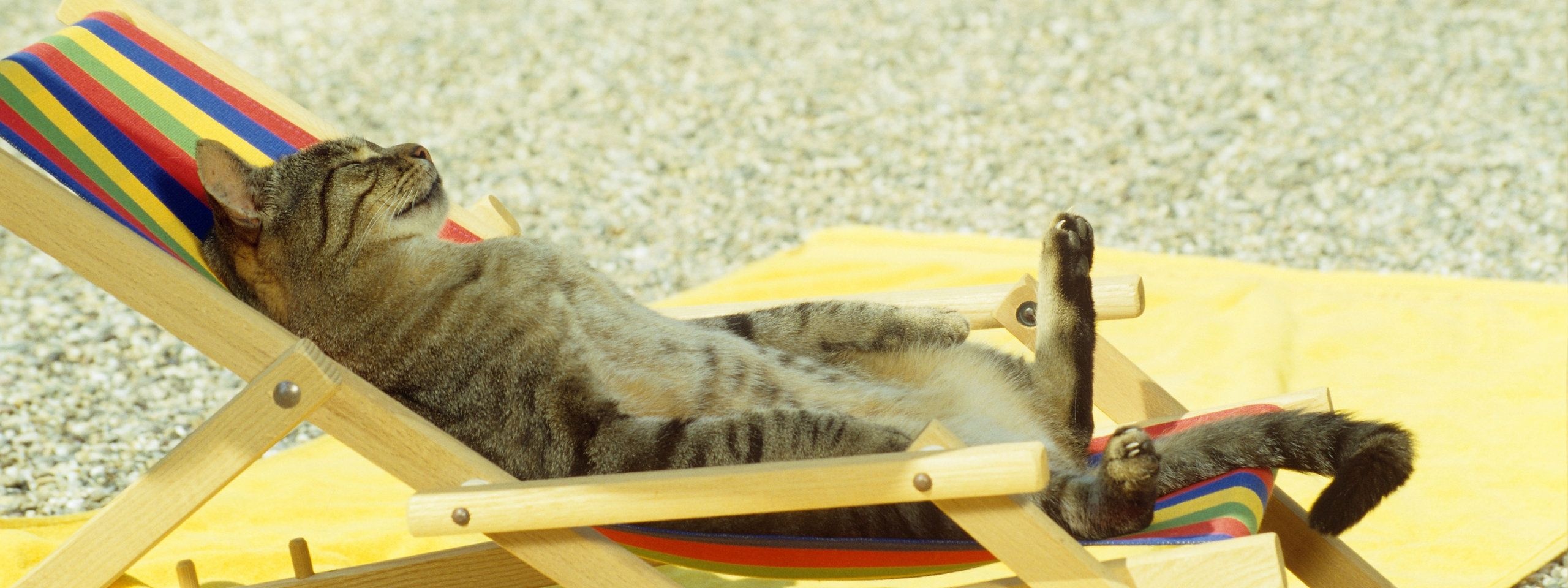 Cat Relaxing On Lounge Chair