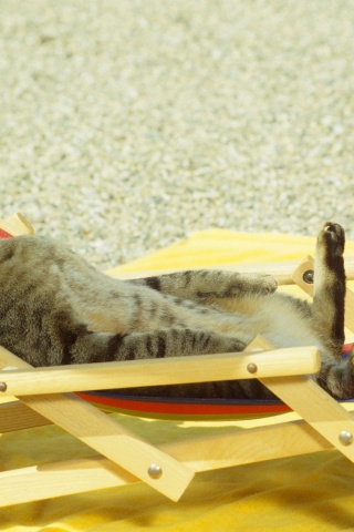 Cat Relaxing On Lounge Chair