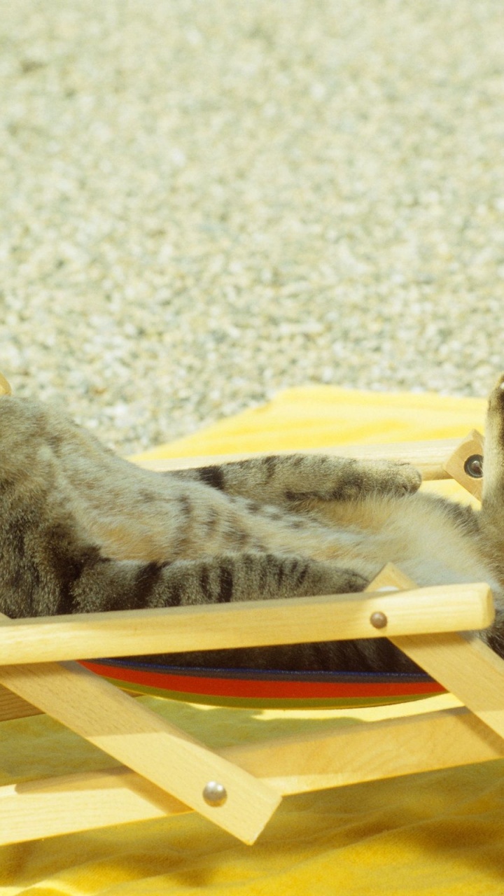 Cat Relaxing On Lounge Chair