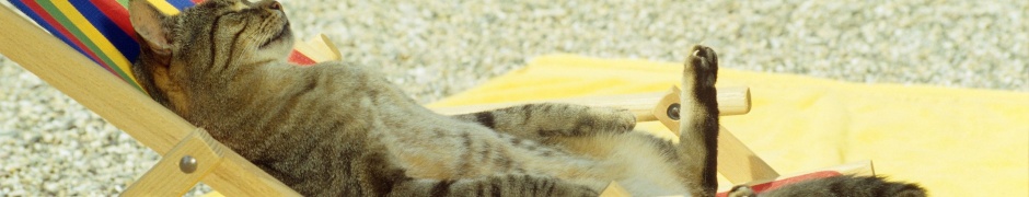 Cat Relaxing On Lounge Chair