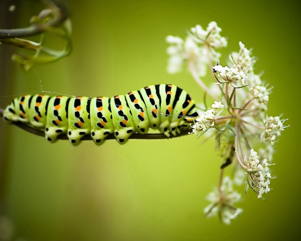 Caterpillar